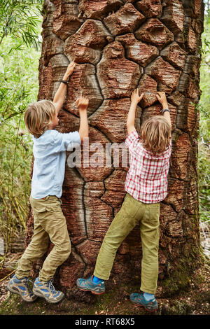 Chile, Puren, El Melado Nationalpark, zwei Jungen klettern an einem alten Araucaria Baum Stockfoto