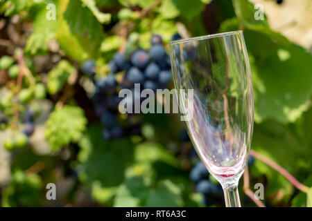 Das leere Glas Wein auf einem Hintergrund von blauen Trauben auf einen Weinberg. Stockfoto