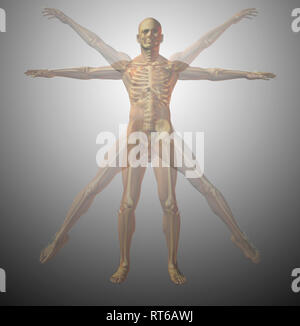 Anatomische vitruvianische Mensch. X-ray. 3D-Rendering Stockfoto