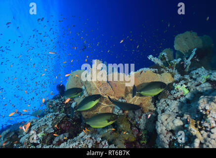 Schlankes nasendoktorfisch schwimmen Reef fan Coral, Rotes Meer, Ägypten. Stockfoto