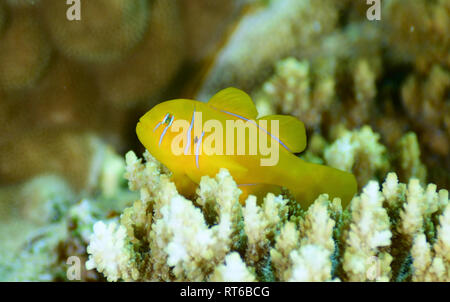 Citron Grundel (Gobiodon '), Rotes Meer, Ägypten. Stockfoto