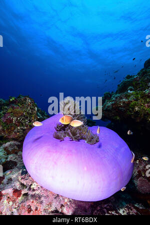 Rosa Anemonenfischen mit seinem Host Anemone, Yap in Mikronesien. Stockfoto