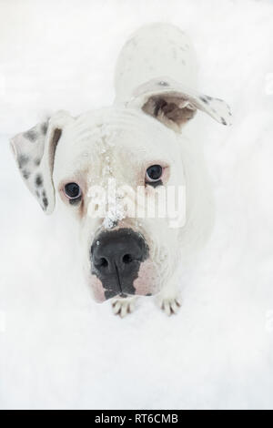 Schwarze und weiße Pitbull im Schnee. Stockfoto