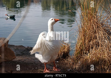 Feral embden Gans in der Nähe von einem Teich in Arizona, USA Stockfoto