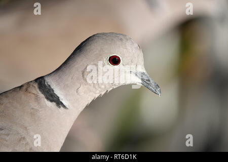 Eurasian collared dove (Streptopelia decaocto) Kopf Nahaufnahme Stockfoto
