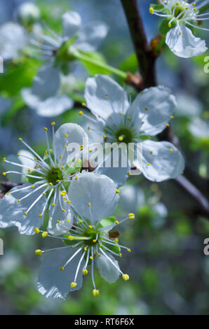 Weiß blühenden Kirschbaum Blüten mit gelben Staubgefäßen im Frühjahr closeup Stockfoto