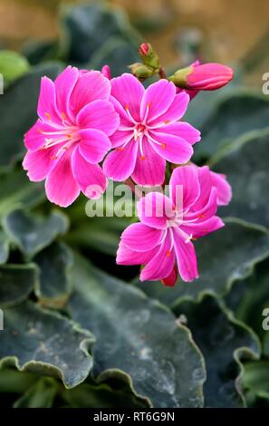 Lewisia Keimblatt Bischofsmais in Blume Stockfoto