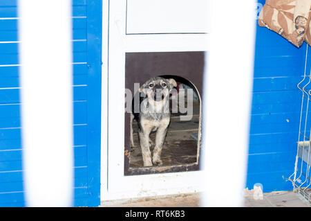 Welpe schaut aus seinem Haus in einem Tierheim, Tierschutz, Rettungshunde, ehrenamtliche Arbeit Stockfoto