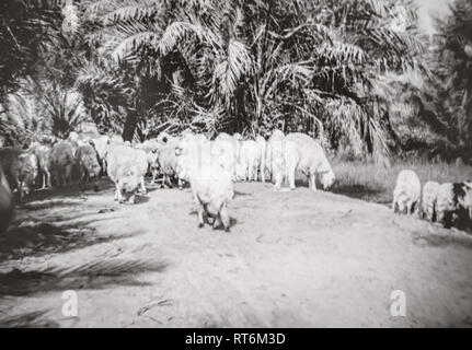 Historisches Foto von Schafen, die Versammlung in der Nähe von Wasser in der Nähe von Brunnen mit kostbarem Wasser und viele Palmen, in Al-Hofuf (Hofuf), Al-Ahsa, Saudi-Arabien (1968). Stockfoto