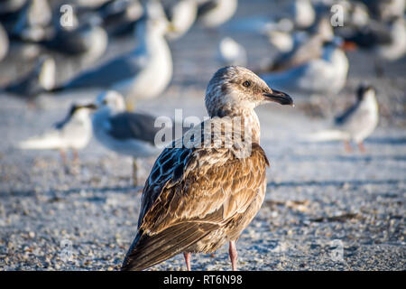 Eine braune Strandläufer in Anna Maria Island, Florida Stockfoto