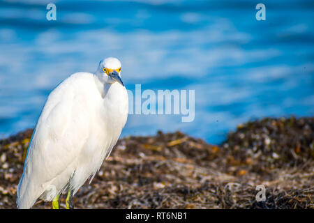 Ein Snowy White Egret in Anna Maria Island, Florida Stockfoto