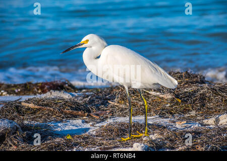 Ein Snowy White Egret in Anna Maria Island, Florida Stockfoto