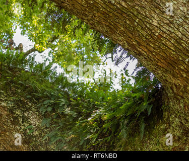 Farne wachsen auf dem Zweig eines riesigen Baum in der Natal Midlands, Südafrika. Stockfoto