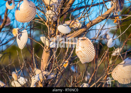 Schöne Muscheln hängen sie an einen Baum in Anna Maria Island, Florida Stockfoto