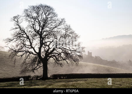 Beleuchtete Eiche in Teign Valley, Schönheit in der Natur, den Nationalpark Dartmoor, Devon, Dorf, bei kalten Temperaturen, Tag, Dunsford, Dartmoor, Moor, National Park, Stockfoto