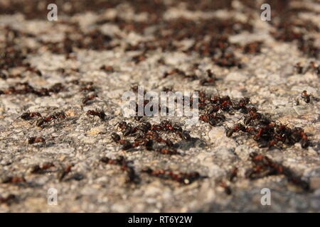 Viele große Ameisen auf der Straße. Ein Detail einer Gruppe von ihnen. Stockfoto