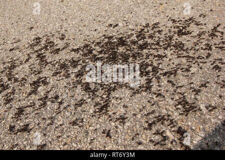 Viele große Ameisen auf der Straße. Ein Detail einer Gruppe von ihnen. Stockfoto