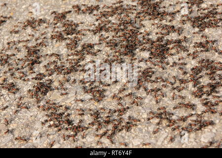 Viele große Ameisen auf der Straße. Ein Detail einer Gruppe von ihnen. Stockfoto