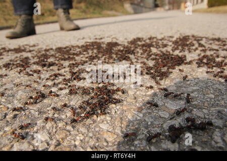 Viele große Ameisen auf der Straße. Ein Detail einer Gruppe von ihnen. Stockfoto