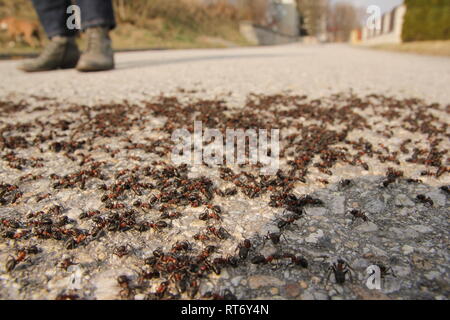 Viele große Ameisen auf der Straße. Ein Detail einer Gruppe von ihnen. Stockfoto