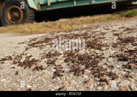 Viele große Ameisen auf der Straße. Ein Detail einer Gruppe von ihnen. Stockfoto