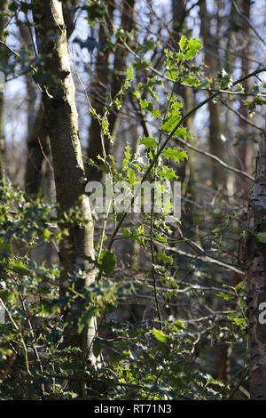 Holly im Sonnenschein Stockfoto