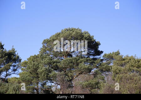 Bushy Tree Tops Stockfoto