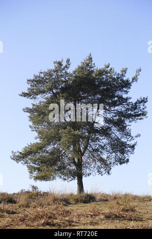 Einsamen hohen Baum auf Heide auf Ashdown Forest Stockfoto