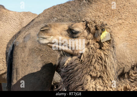 Baby Camel nur nach der Krankenpflege, in der Nähe von Turkestan, Kasachstan Stockfoto