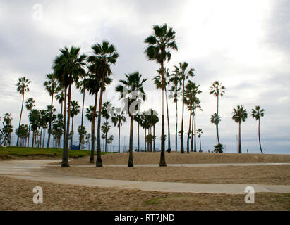 Palmen in Venice Beach, Los Angeles Stockfoto