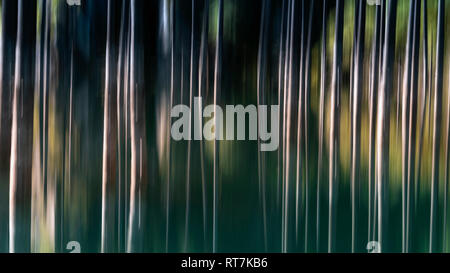 In Kamera, Bäume und Wasser, Lake Kaindy, Tian Shan Gebirge, Kasachstan Stockfoto