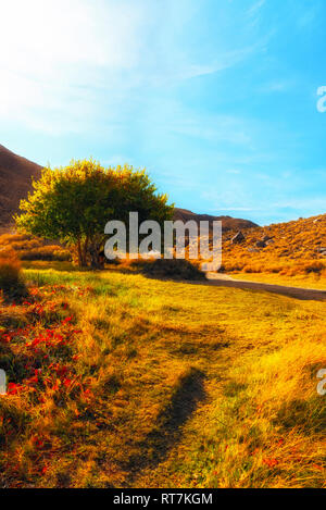 Frühling Morgens mit Sonne scheint auf Baum und Gras Wiese unter strahlend blauen Himmel. Stockfoto