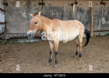 Junge Przewalski's horse in einem stabilen, Altyn Emel Nationalpark, Kasachstan Stockfoto