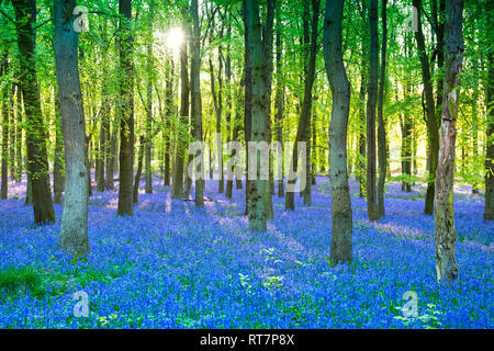 Lila Bluebell Woods in frühen Morgen Sonnenaufgang, Dockey Holz, Ashridge Immobilien, England Stockfoto