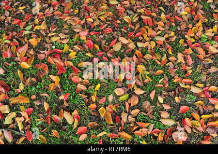 Blätter von verschiedenen hellen Farben auf dem Boden unter den grünen Gras im Herbst. Stockfoto