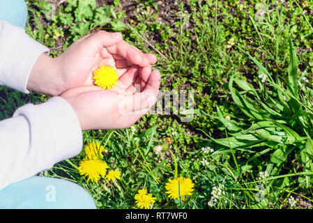 Gelber Löwenzahn. gelb Frühling Blumen in den Händen der Mädchen. Löwenzahn und Gänseblümchen in weiblicher Hand. Stockfoto