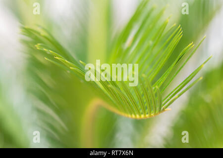 Nahaufnahme der Frische, grüne Palme Blatt. Stockfoto