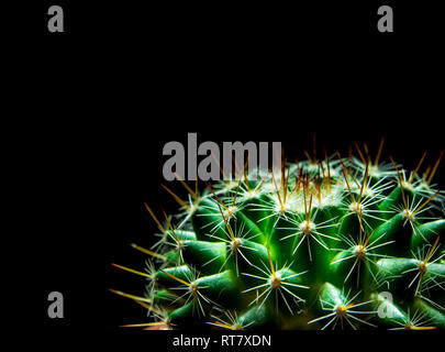 Lebendige Grün von mammillaria Cactus isoliert auf schwarzem Hintergrund Stockfoto