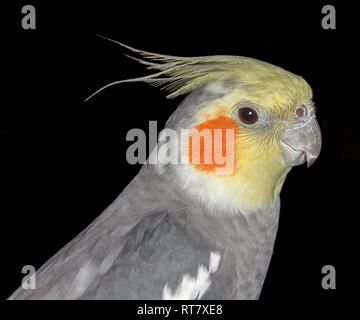 In der Nähe der Leiter der australischen Nymphensittich, Nymphicus hollandicus, grau Kakadu mit Gelb, Orange Wange Patch und Crest auf dunklem Hintergrund Stockfoto