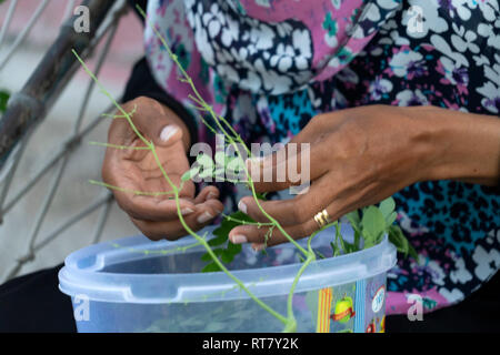 Frau Hand schneiden von Kräutern wie Tee Betel Vorbereitung Stockfoto