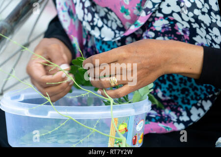 Frau Hand schneiden von Kräutern wie Tee Betel Vorbereitung Stockfoto