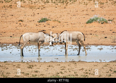 Roan Antilope an einem Wasserloch im südlichen afrikanischen Savanne Stockfoto