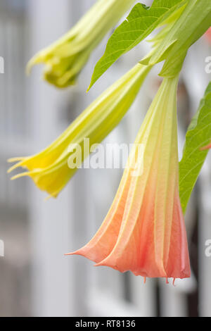 In der Nähe von gelb und rosa Blüten von Angel's trumpet. Stockfoto