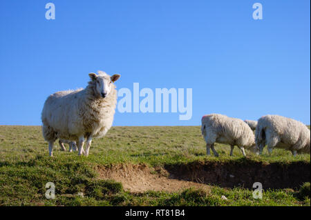 Drei Schafe auf einer Wiese an Sieben Schwestern neben Cuckmere Haven. Ein Schaf zeigt in Richtung der Kamera. Stockfoto