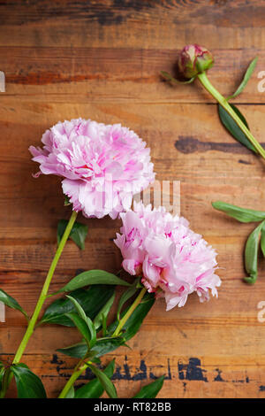 Rosa Pfingstrosen auf Holz Stockfoto