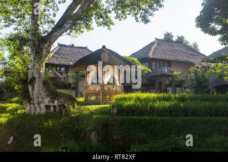 Indonesien, Bali, Ubud, Reisfeldern in der Kamandalu Ubud Resort Stockfoto