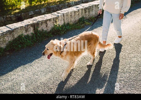 Frau gehen mit ihrem Golden Retriever Hund auf einer Straße Stockfoto