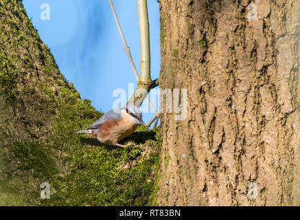 Erwachsene männliche Eurasischen Kleiber Vogel (Sitta europaea), aka Holz Kleiber, ein Schmetterling (Tagfalter) aus, die an einem Baum im Winter in West Sussex, UK. Stockfoto