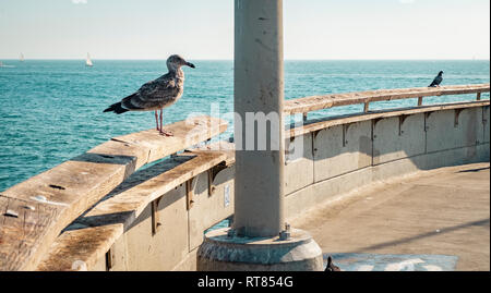 USA, Kalifornien, Los Angeles, Möwe und Taube auf dem Pier von Venedig Stockfoto