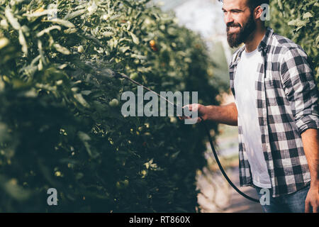 Junge Landwirt seine Pflanzen schützen mit Chemikalien Stockfoto